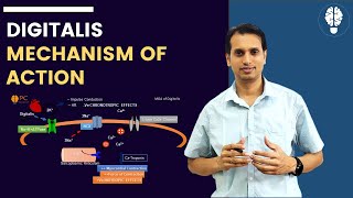 Digitalis  Mechanism of action of Digitalis in Animation  Digitalis Pharmacology [upl. by Annahael101]