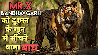 Full Story of Tiger Mr X  The Rise and Fall of King 👑 of Bandhavgarh। Facts Phylum । Tiger Bamera [upl. by Misty]