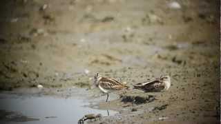 송곳부리도요 Broadbilled Sandpipers Yubudo Aug 25 [upl. by Kcitrap]