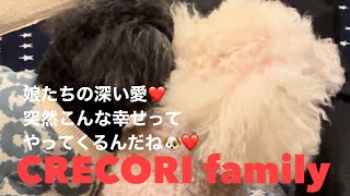 【我が家の愛犬】後半嵐の中静けさの中での幸せな時間🐶🥹❤️愛犬との暮らしトイプードル闘病中 [upl. by Prudence]