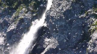 Kittiwake Bird Rookery [upl. by Eical]