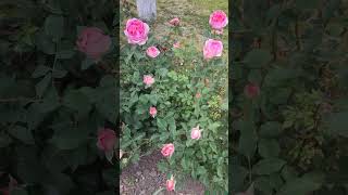 beautiful rose Boscobel неймовірна троянда Боскобель [upl. by Adikam382]