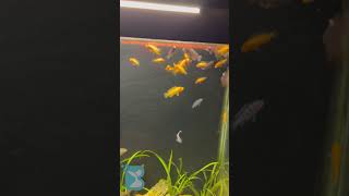 guppyfarm guppyfarmkerala guppylovers aquarium [upl. by Berna168]