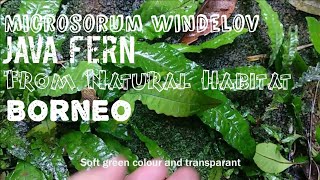 How to Care java fern  First u Should see Java Fern in Natural Habitat  english subtitle [upl. by Shay]