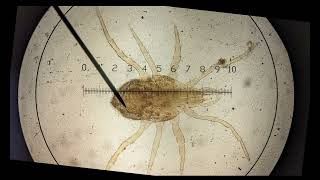 calibrating graticule OCR A ALevel Biology Revision  Module 2 Foundation in Biology [upl. by Lizned]