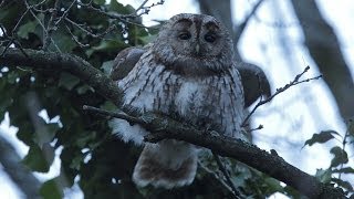 Chouette hulotte chant dexcitation tawny owl [upl. by Werby]