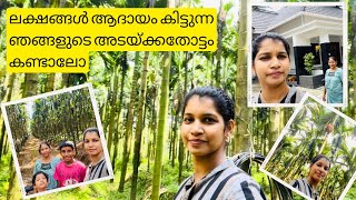 Arecanut plantationകർണാടകയിലെ ഞങ്ങടെ കവുങ്ങ് തോട്ടം [upl. by Ecirtaemed233]