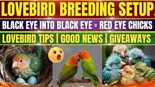 Lovebird Breeding Setup  Tips  Good News amp Giveaway [upl. by Yhtak469]