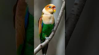 White bellied Parrot birdspecies birdwatching wildbirds [upl. by Racklin188]