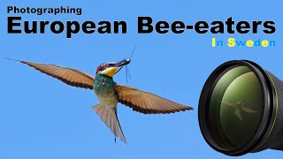 A SUPER location for European beeeaters in Scandinavia [upl. by Ahsilet]