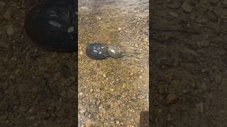 Sea Doo Fish Pro Trophy “ Lexi Lu” on Piscataqua River Eliot Maine…Horseshoe crabs mating… [upl. by Aititil]