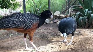 Bluebilled Curassows  Sharing is Caring [upl. by Berty]