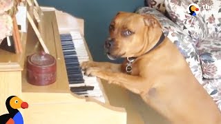 Dog Plays Piano For His Mom  The Dodo [upl. by Noyek]