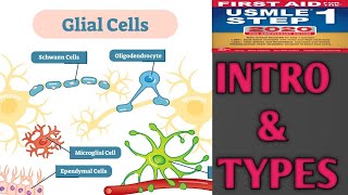 Glial cells urduhindi [upl. by Ycak]