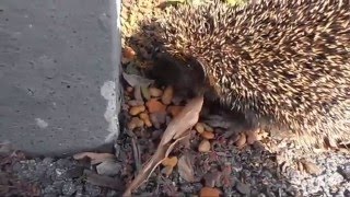 Wintersorgenkind Kleiner Igel im Herbst [upl. by Manaker865]