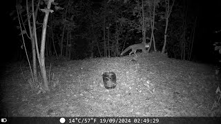 Terrifying Fox Screams At Night  Wildlife Trail Cam  Camera Trap Footage September 19 2024 [upl. by Lennon230]