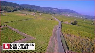 Route des Vins d’Alsace  villages et vignobles de caractère [upl. by Philander]