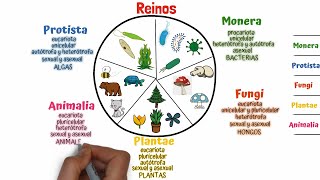 Clasificación de los seres vivos Taxonomía [upl. by Peh283]