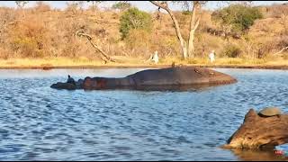 Terrapin Make Hippo An Island Oct 30 2024 [upl. by Aurora]