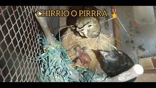 Cría de pirra o chirrio  Volatinia Jacarina [upl. by Ekle]