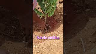 Plantation 3 in our land nature plantation song tamil tamilsong music melody [upl. by Atram107]