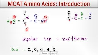 Amino Acids Explained  Classification [upl. by Johnette]