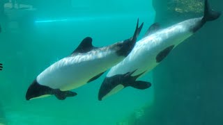 Commersons CloseUp Underwater Portion  Aquatica Orlando  May 28 2023 [upl. by Iggam]