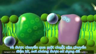 Photosynthesis Light reaction Calvin cycle Electron Transport 3D Animation [upl. by Osanna]