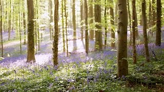 Hallerbos Belgium  Magical Bluebell Forest [upl. by Wilmott]