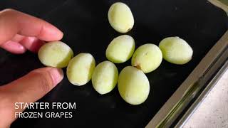 🍇 Free Natural Yeast from Frozen Grapes  Starter  Fermentation  Sourdough  Winemaking  Brewing [upl. by Enrak953]