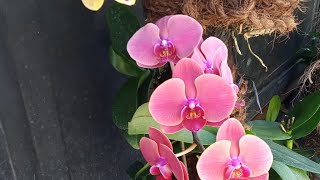 Kandang Orchid sedang live sekarang [upl. by Mayyahk]