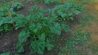 Pasture Garden Tour💥 [upl. by Arad846]