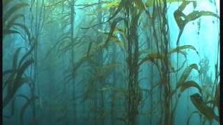 Giant Kelp Forest Macrocystis pyrifera  Tasmania Australia [upl. by Imaj]