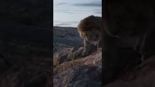 lion king brother  disney movies  the lion king  movie trailer parody  lion king animation [upl. by Culosio696]