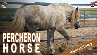 PERCHERON HORSE the most exported draft horses in the world ORIGIN OF THE BREEDS [upl. by Ynnol]