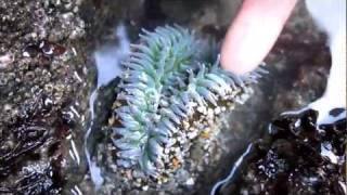 Poking a Sea Anemone Bodega Head California [upl. by Tobie]