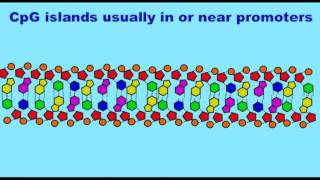 GENETICS 3 EPIGENETICS CpG ISLANDS [upl. by Sinnek335]