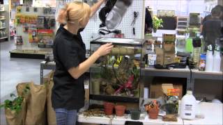 How to Set Up a Day Gecko [upl. by Marian541]