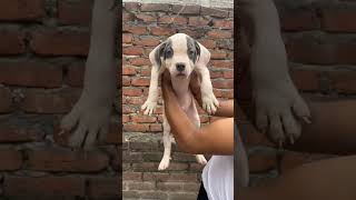 XXL BULLY puppy bully  shorts viral [upl. by Topper63]