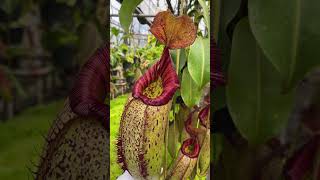 Item Short BE3966  N robcantleyi x aristolochioides x spectabilis carnivorous nepenthes [upl. by Aiuoqes]