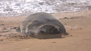 Monk Seal on Sandy Beach [upl. by Aniuqahs532]