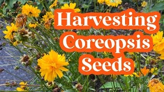 How to Harvest Coreopsis Seeds to Use Next Year Effective Seed Saving Method to Save Money [upl. by Niowtna225]