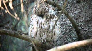 Kattuggla  Tawny Owl Strix aluco Ölme Värmland Sweden 110602 [upl. by Maire258]