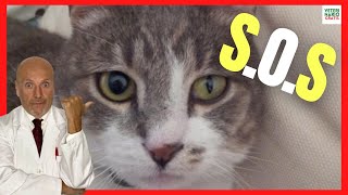 🆘 ANISOCORIA EN GATOS 🆘 ¿PORQUE TU GATO TIENE UNA PUPILA MÁS GRANDE 🆘 CAUSAS SÍNTOMAS TRATAMIENTO [upl. by Sternick342]