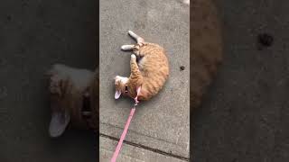 Took My Cat for Her First Walk Today 🐾 I Really Think She Likes It [upl. by Naelcm9]