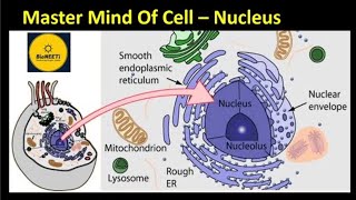 Nucleus  Master Mind Of Cell  NEET NCERT Biology  Cell Unit Of Life [upl. by Lucie]