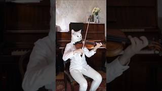 Meow meow cat is learning to play the violin cat hardworkingcat cutecat [upl. by Rola]