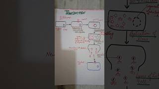 Biotechnology  transduction  6sem video shorts youtubeshorts youtube biotechnology [upl. by Ueihtam]