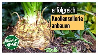 Sellerie erfolgreich anbauen  Knollensellerie  Gemüseanbau im Garten [upl. by Ansilme]