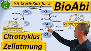 Citratzyklus detailliert advanced  Zitronensäurezyklus  Krebskreis BioAbi Vorbereitung [upl. by Ergener]